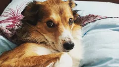 Jak poznat, že vám váš pes nedůvěřuje: tři návyky, které zaměňujete za poslušnost