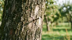 Proč zatloukat hřebík do jabloně: starodávný rituál, který lze vědecky vysvětlit