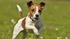 Jack Russell teriér: ďábel v podobě anděla.
