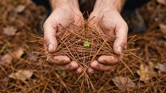 Neobvyklé způsoby využití jehličí v zahradě